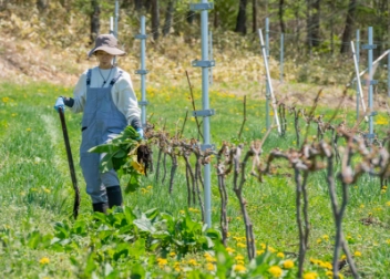 芽かき、誘引、除草、防除